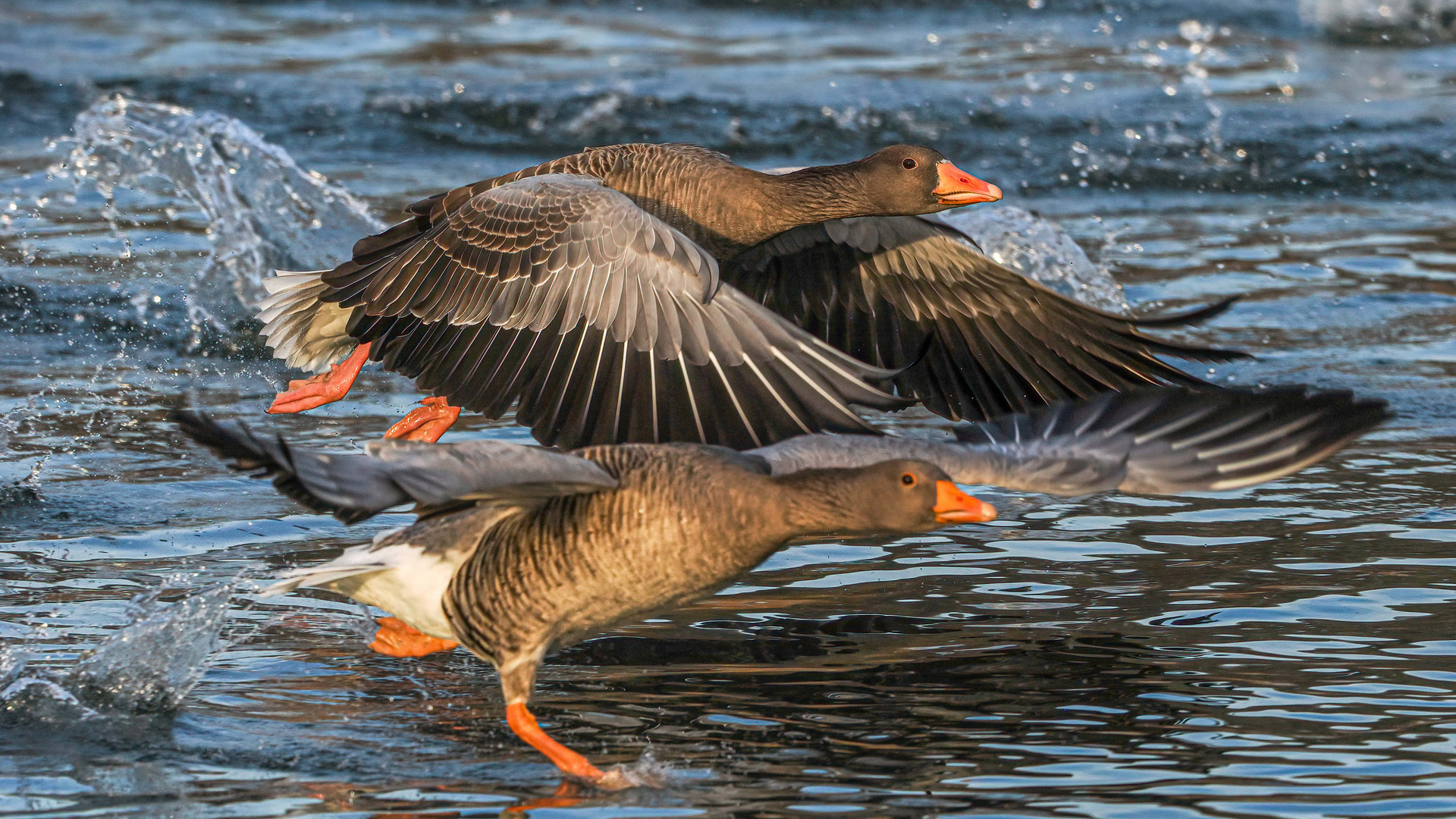 Und Action Foto & Bild tiere, wildlife, wild lebende vögel Bilder