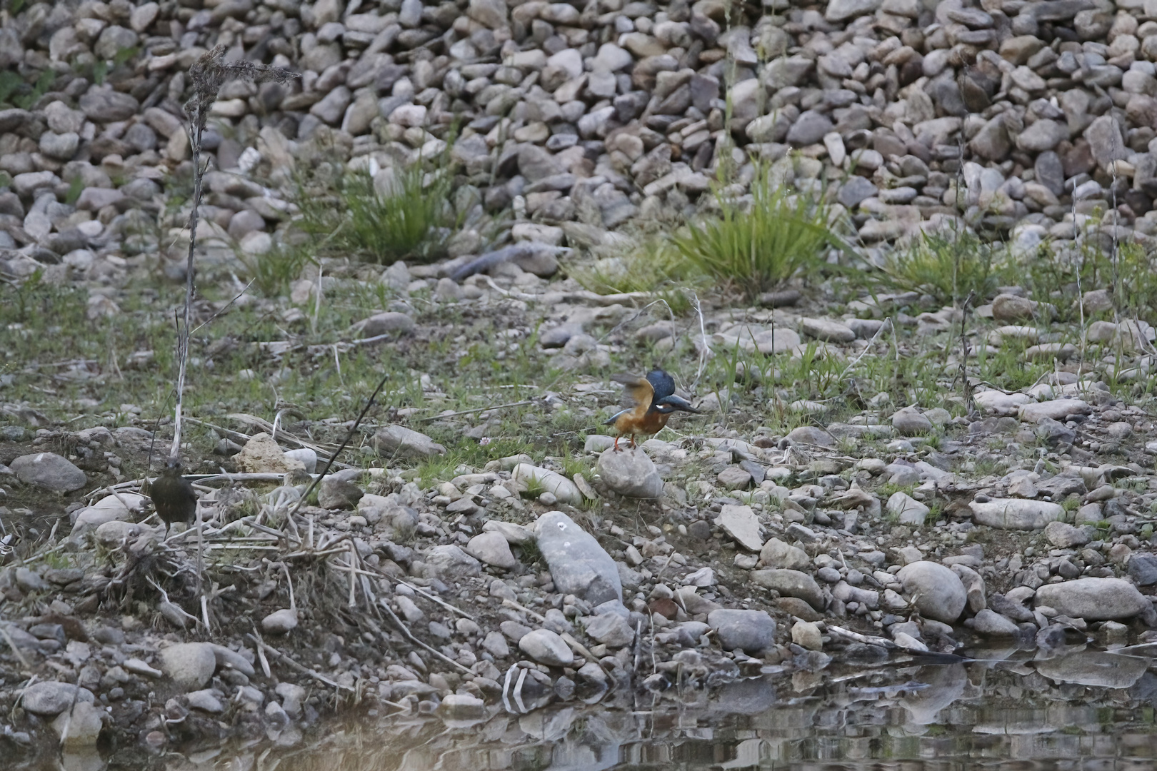 Und Action...(Eisvogel beim Jagen)