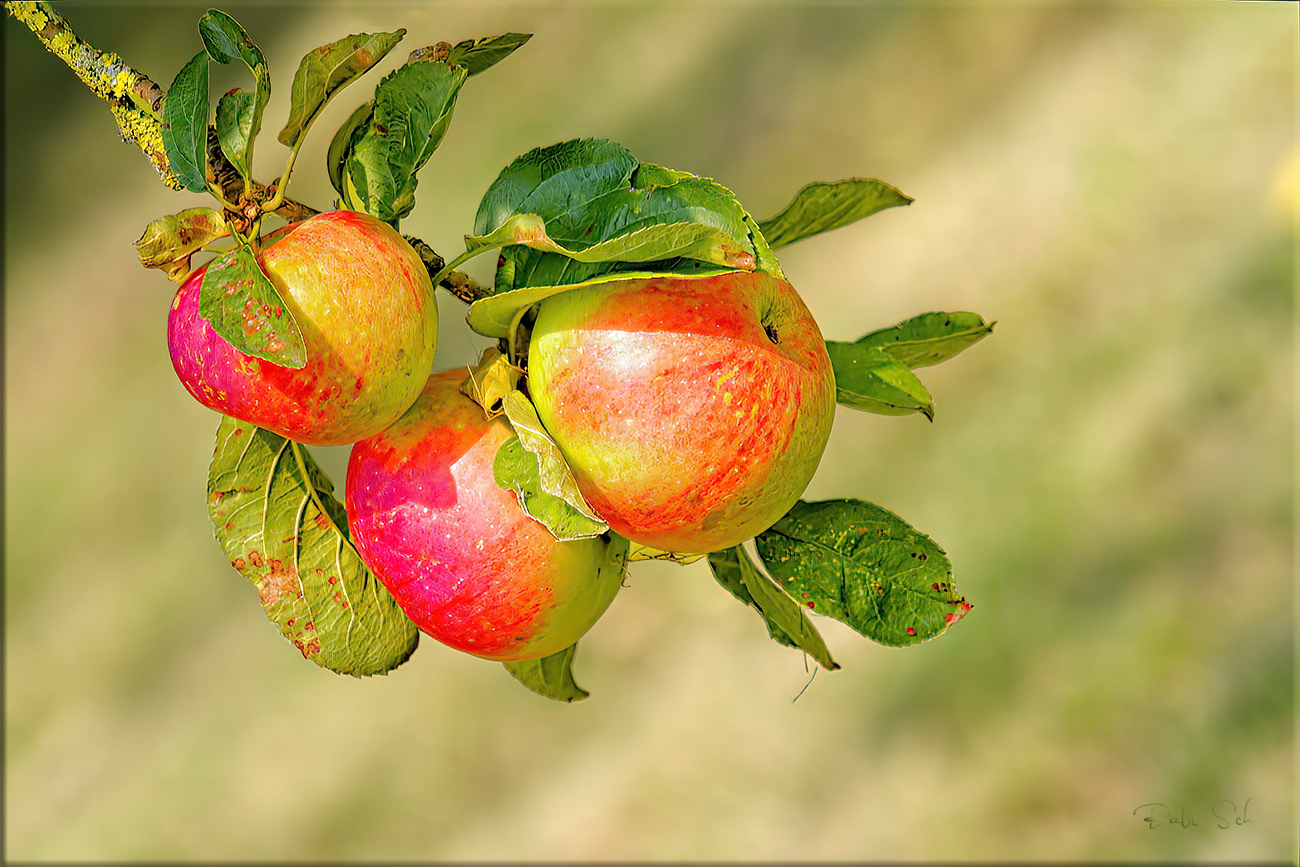 Und Äpfel 