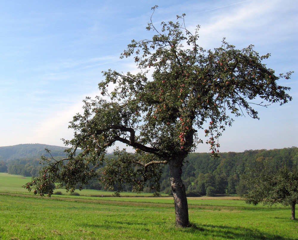 und Äpfel trägt er auch noch