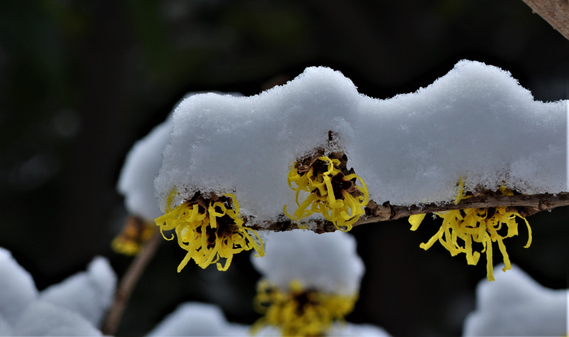 ---und alle hatten ein Haube aus Schnee ....