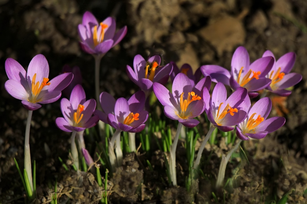 Und alle Mittwochsblümchen bitte zur Sonne schauen!