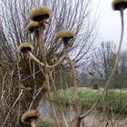 ...und Alles erneuert sich in Kürze - der Frühling bringt's.