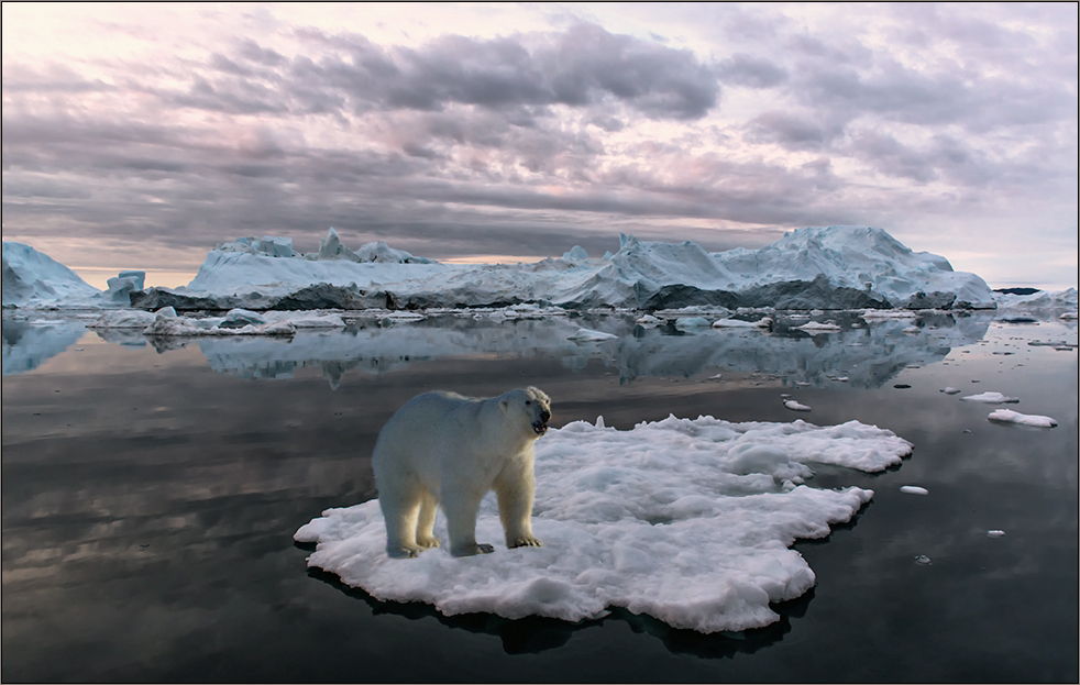 und als dann noch ein eisbär auf derselben eisscholle erschien .. .. ..