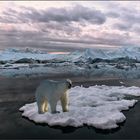 und als dann noch ein eisbär auf derselben eisscholle erschien .. .. ..