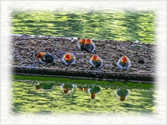 ...UND ALS SIE GEHÖRT HABEN.....