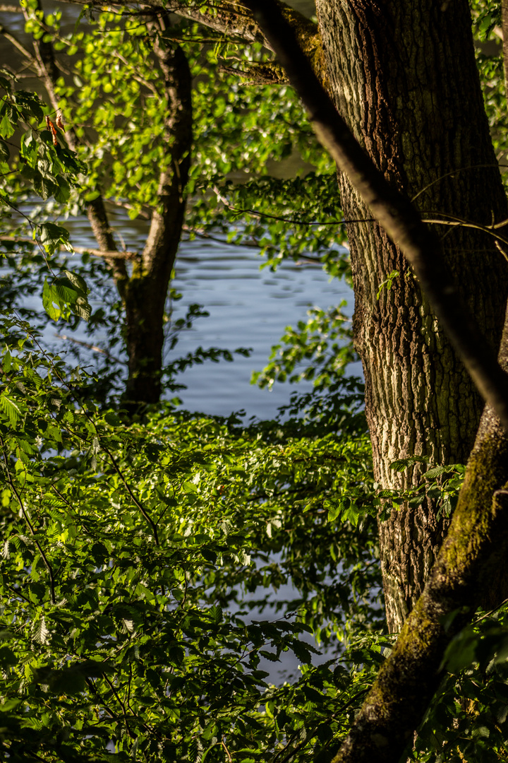 Und am Ende der Straße steht ein Baum am See...