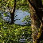 Und am Ende der Straße steht ein Baum am See...