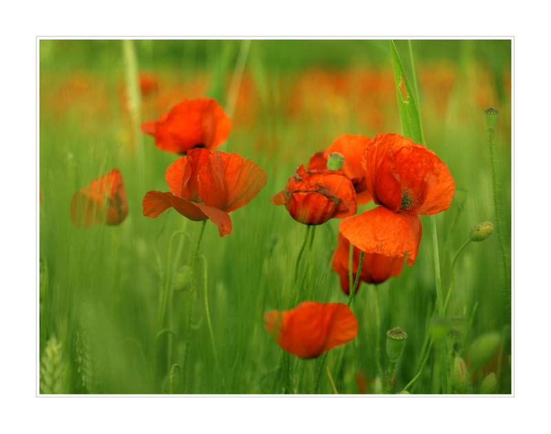 und am montag erschuf gott den mohn