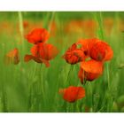 und am montag erschuf gott den mohn