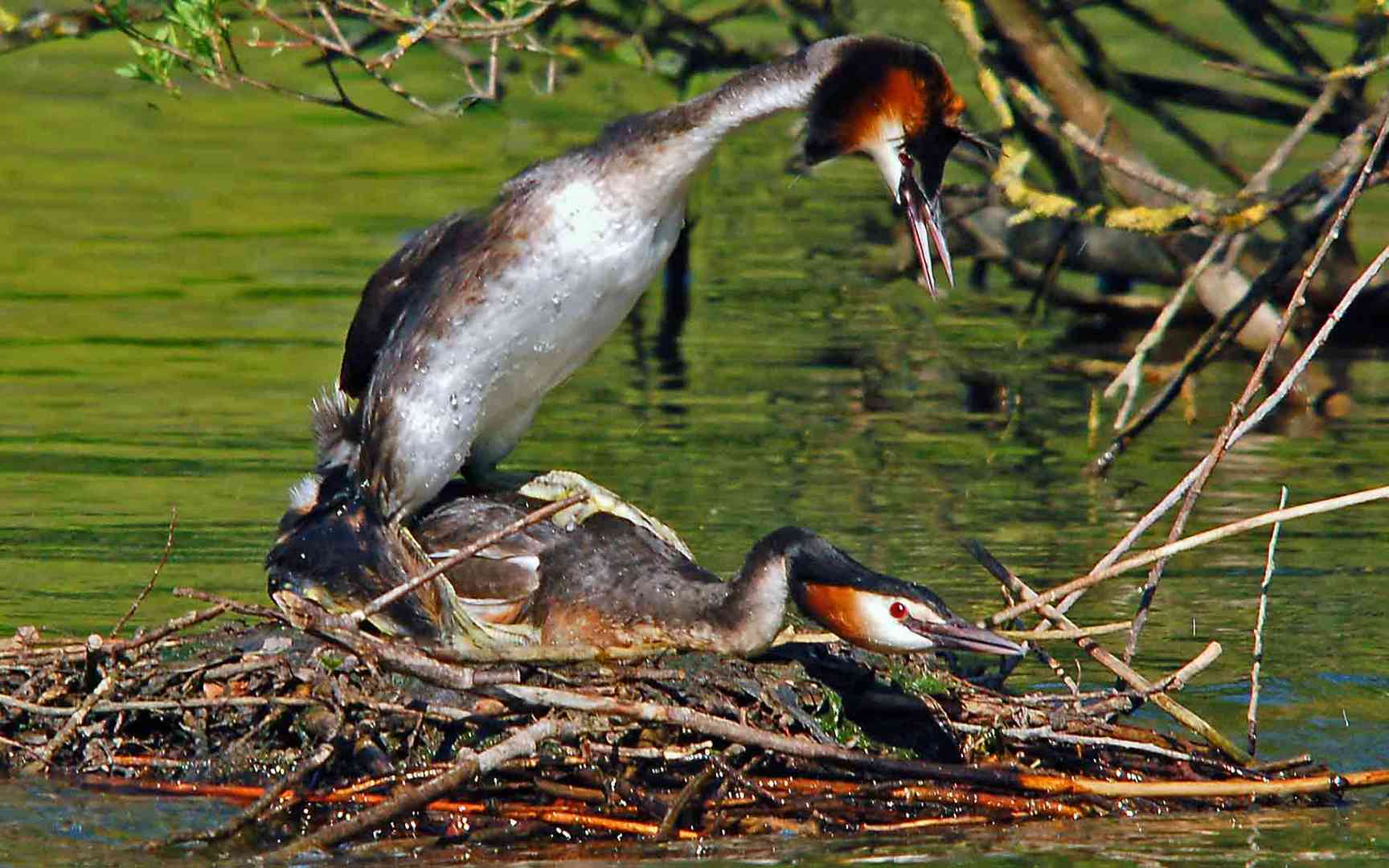 und am Nest