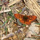 ...und am weg am Rande des Waldes fand ich auch die ersten Schmetterlinge...
