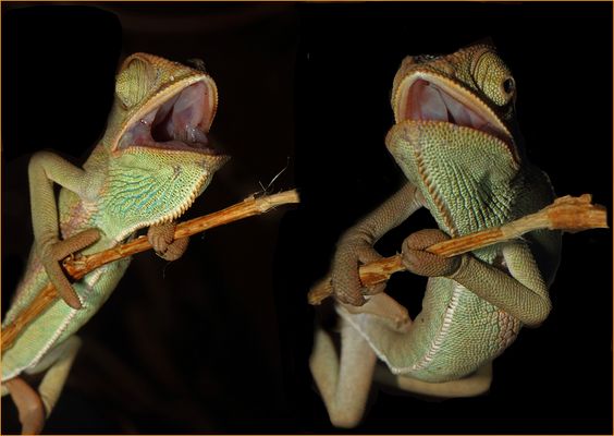 ...und an der E-Gitarr - die Chämelotts