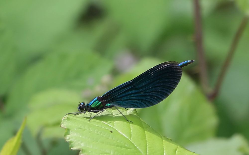 und auch das Blauflügel-Prachtlibellen-Männchen gab sich die Ehre