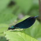 und auch das Blauflügel-Prachtlibellen-Männchen gab sich die Ehre