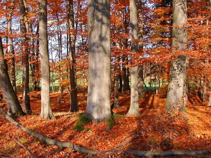 und auch der Herbstwald