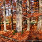 und auch der Herbstwald