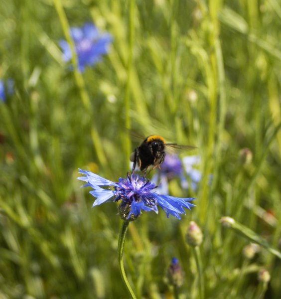 Und auch die dicke Hummel gab sich ein Stelldichein...