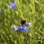 Und auch die dicke Hummel gab sich ein Stelldichein...