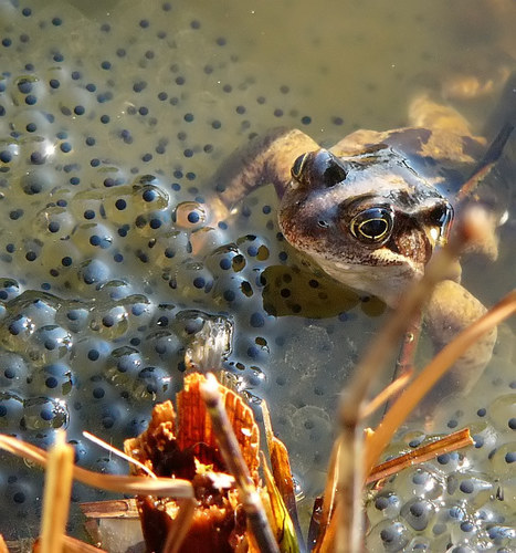 Und auch ein Zeichen von Frühling im Gartenteich Foto & Bild