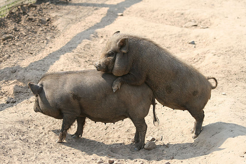 ... und auch im Reich der Tiere