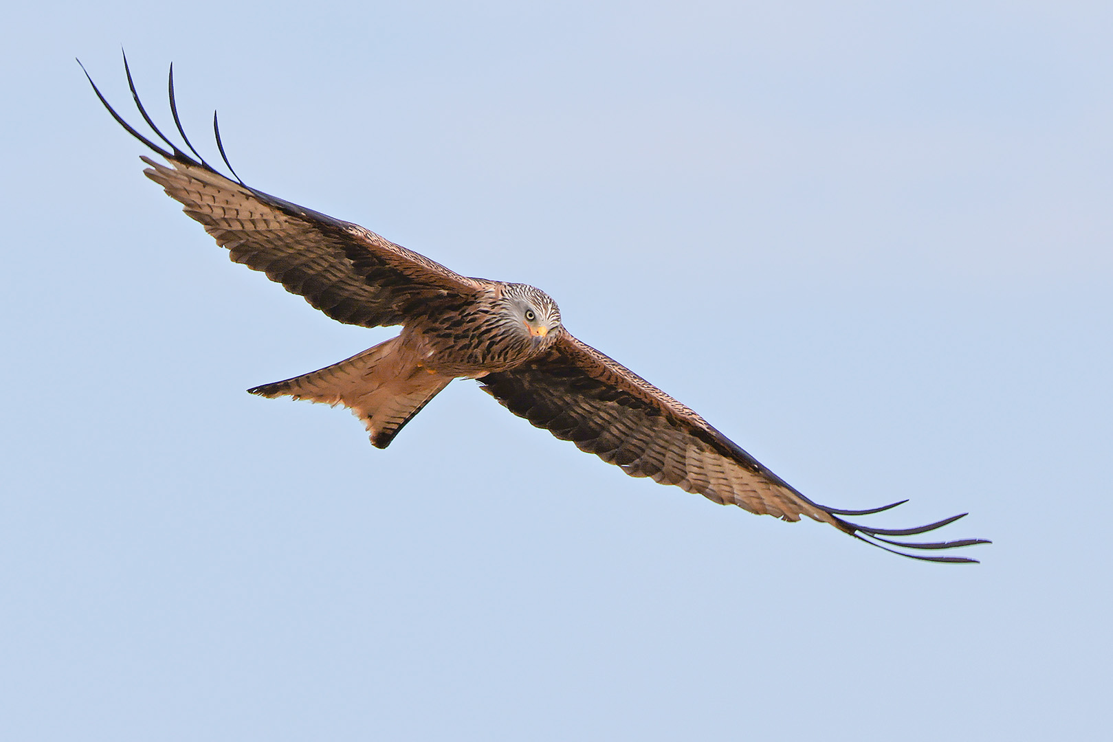 Und auch mal wieder ein Vogel