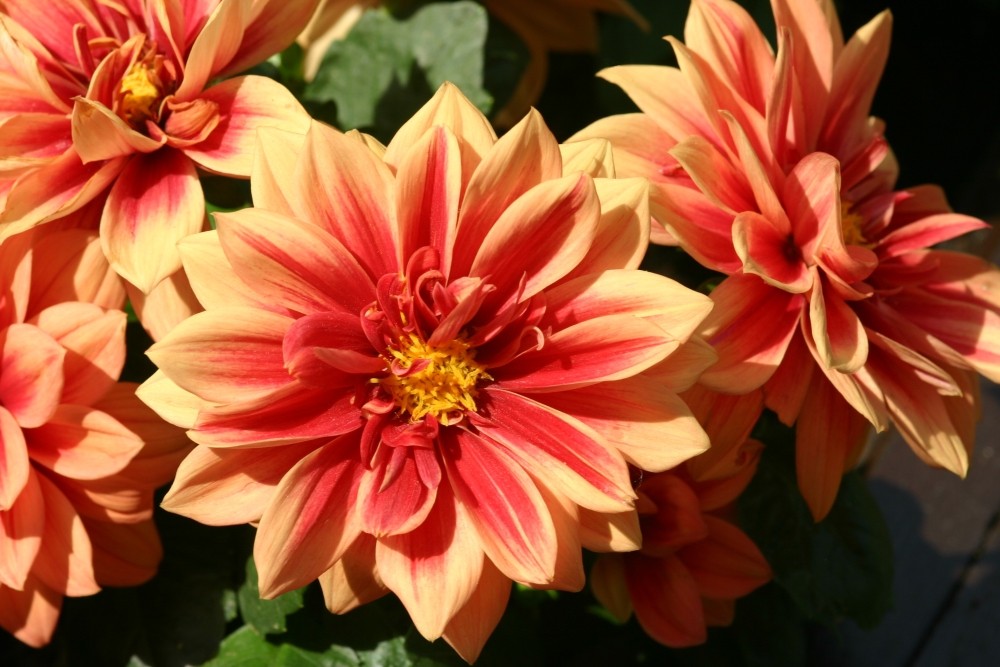 ...und auch noch eine "Georgine oder Dahlia variabilis" aus unserem Garten!