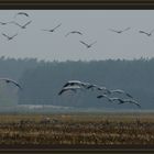 ......und auf dem hinteren Feld Kraniche und Gänse gemeinsam