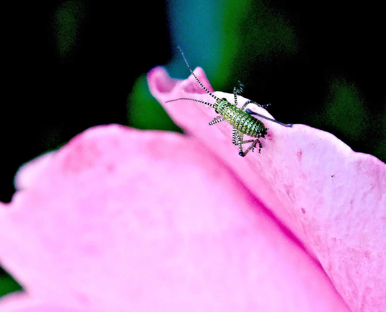 ...und auf dem Rosenblatte