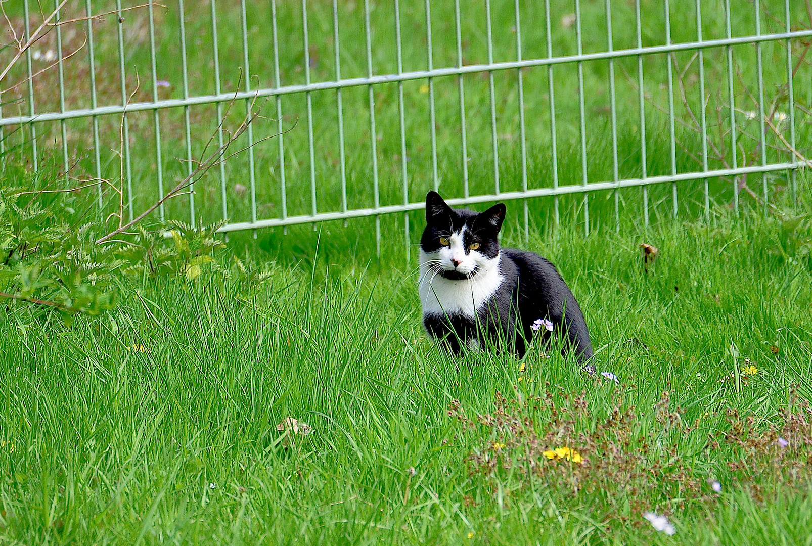 ...und auf der grünen Wiese hat sie gesucht ne Maus.