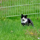 ...und auf der grünen Wiese hat sie gesucht ne Maus.