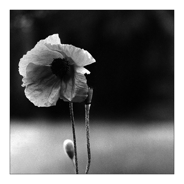 Und auf meinem Grab sollen Blumen wachsen.