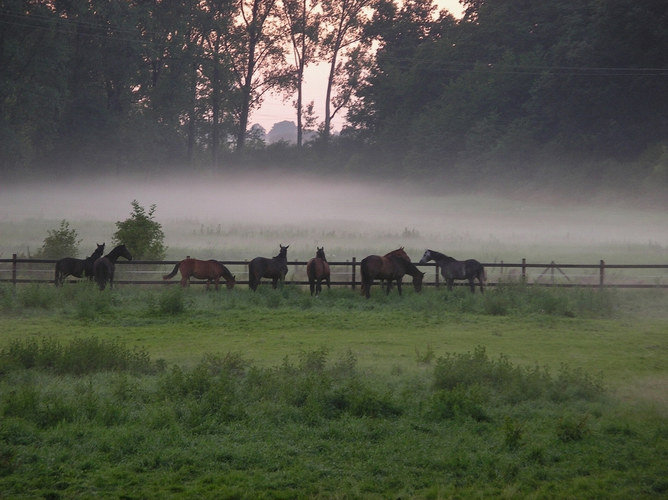 Und aus den Wiesen steiget, der weiße Nebel wunderbar ....