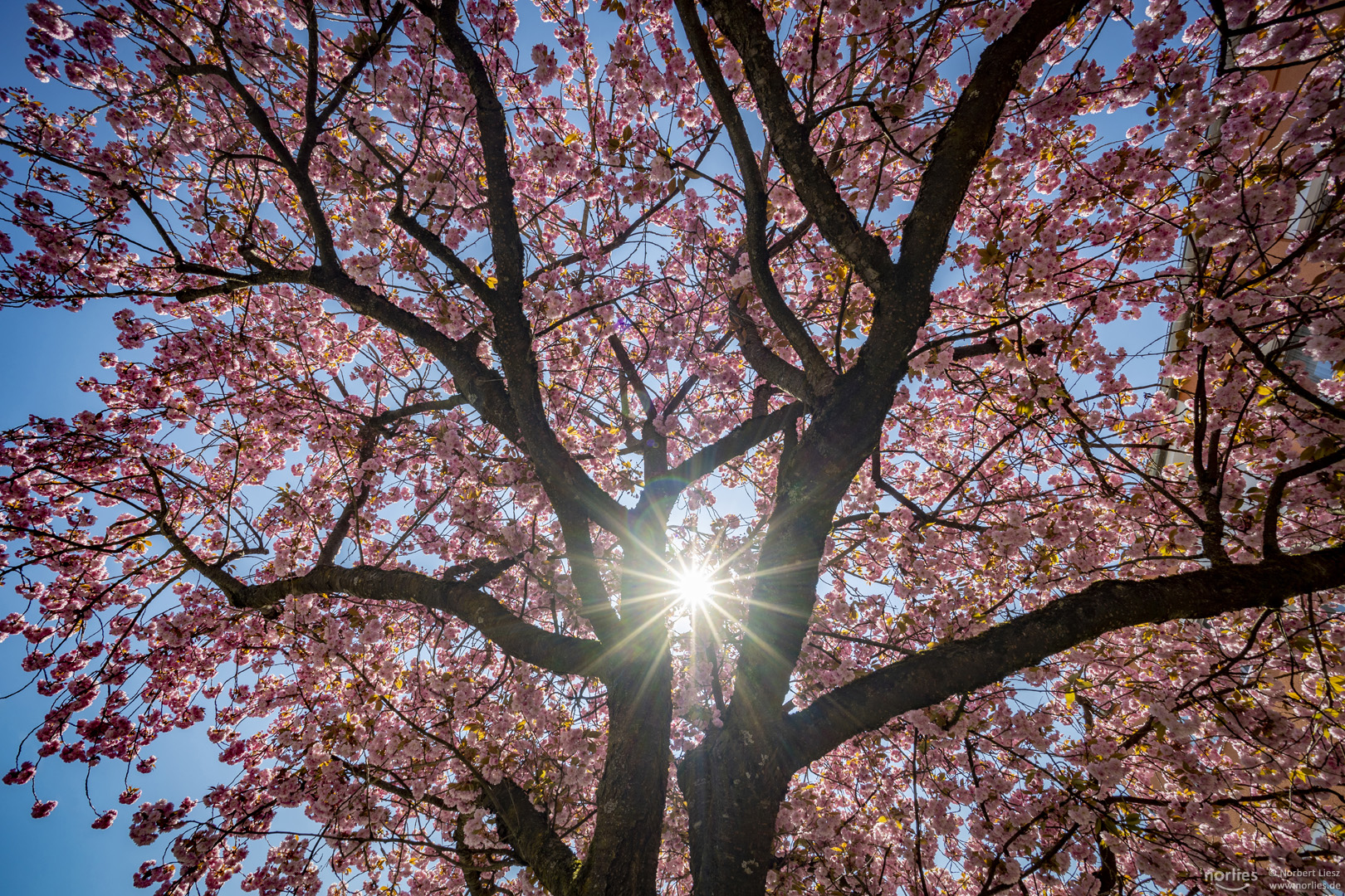 Und aus der Mitte entspringt ein Licht