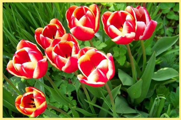 ..und bald sind diese Tulpen verblüht
