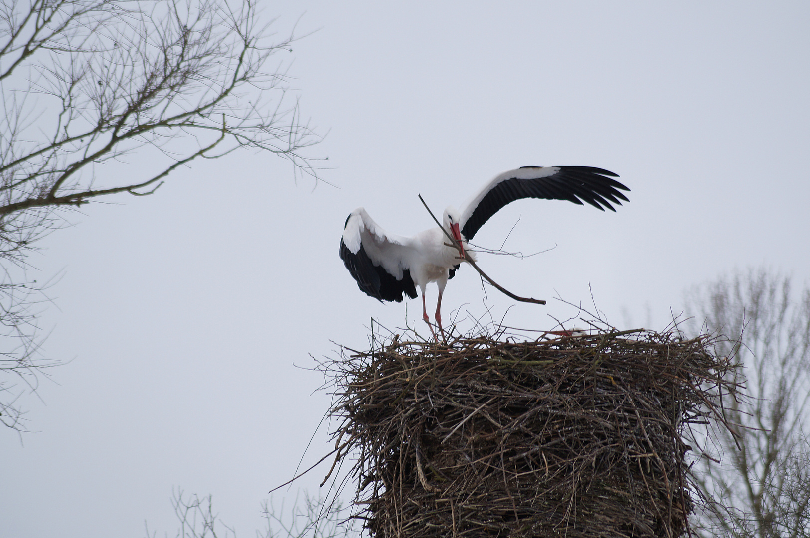 ... und bauen ihr Nest