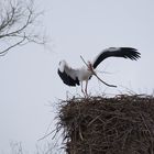 ... und bauen ihr Nest