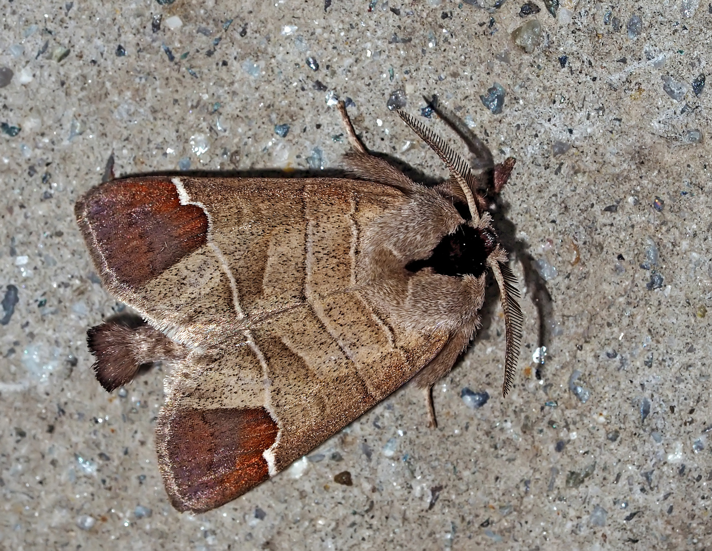 Und beauté nocturne! (Photo 2) - Erpelschwanz-Rauhfußspinner (Clostera curtula), Foto 2.