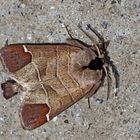 Und beauté nocturne! (Photo 2) - Erpelschwanz-Rauhfußspinner (Clostera curtula), Foto 2.