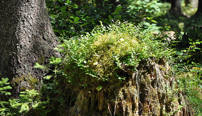 .. und bei der Rückfahrt ging noch durch einen Wald zum Ödensee