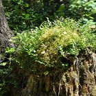 .. und bei der Rückfahrt ging noch durch einen Wald zum Ödensee