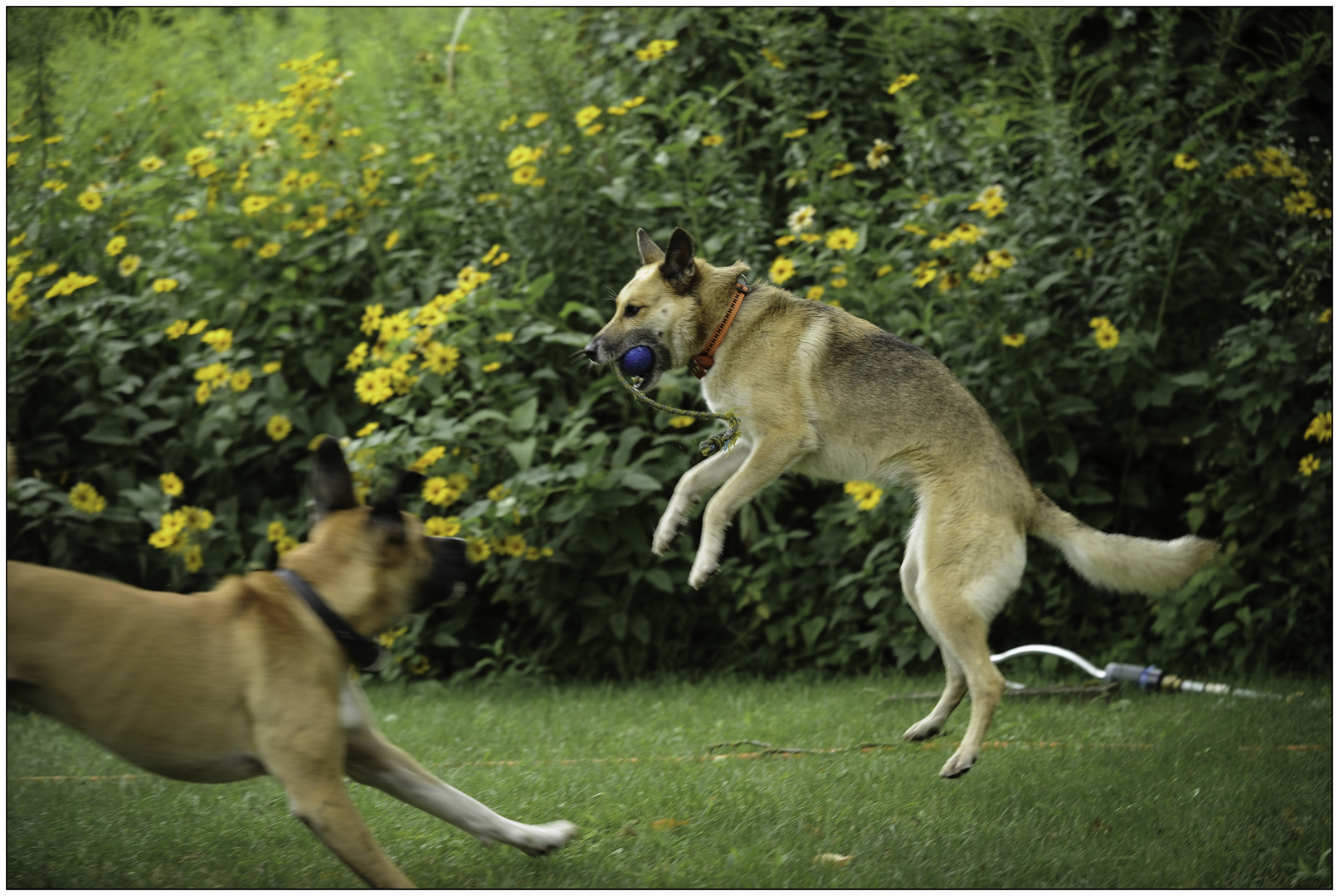 "..und Bibi hat den Ball"