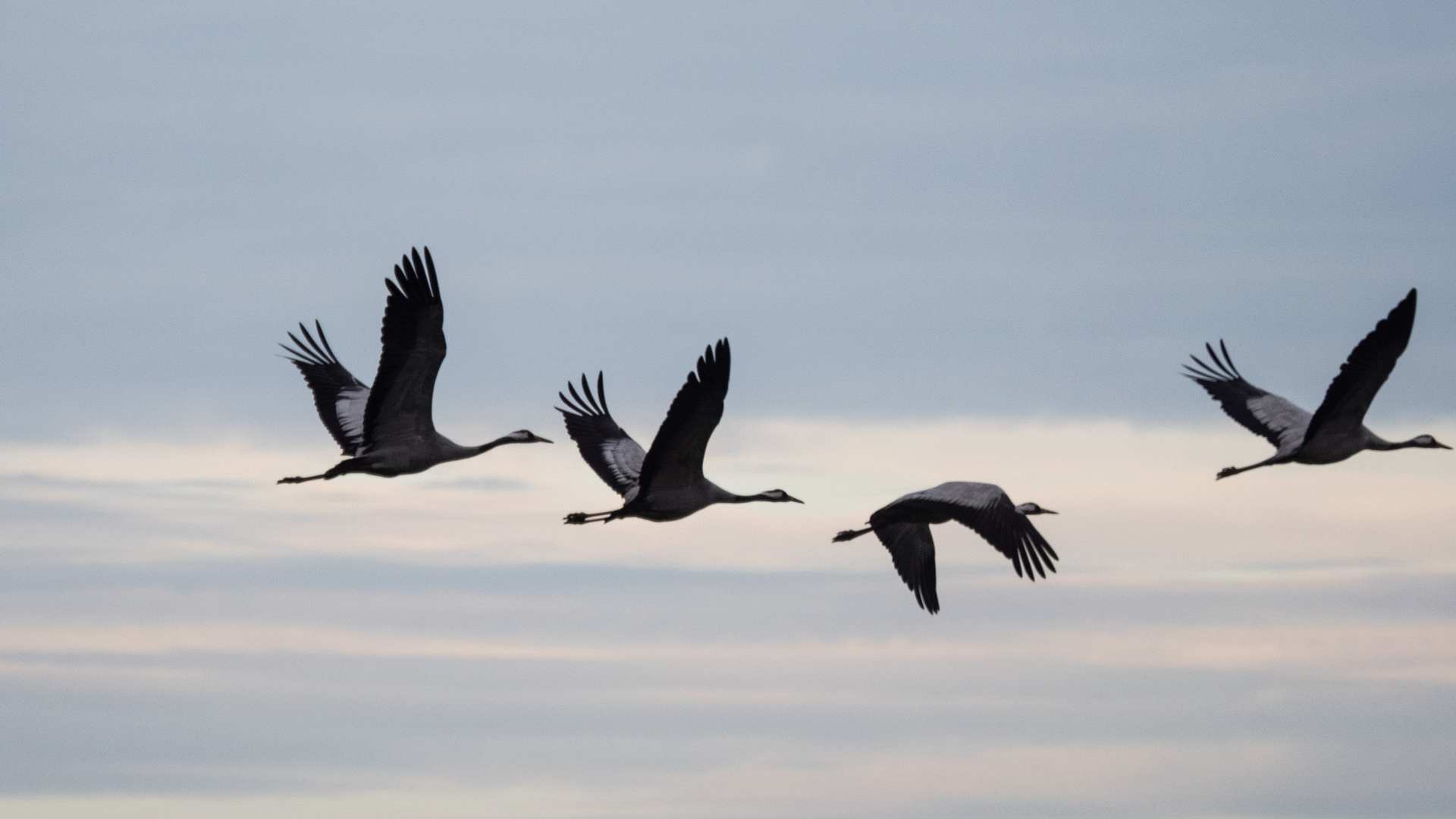 und da fliegen sie wieder