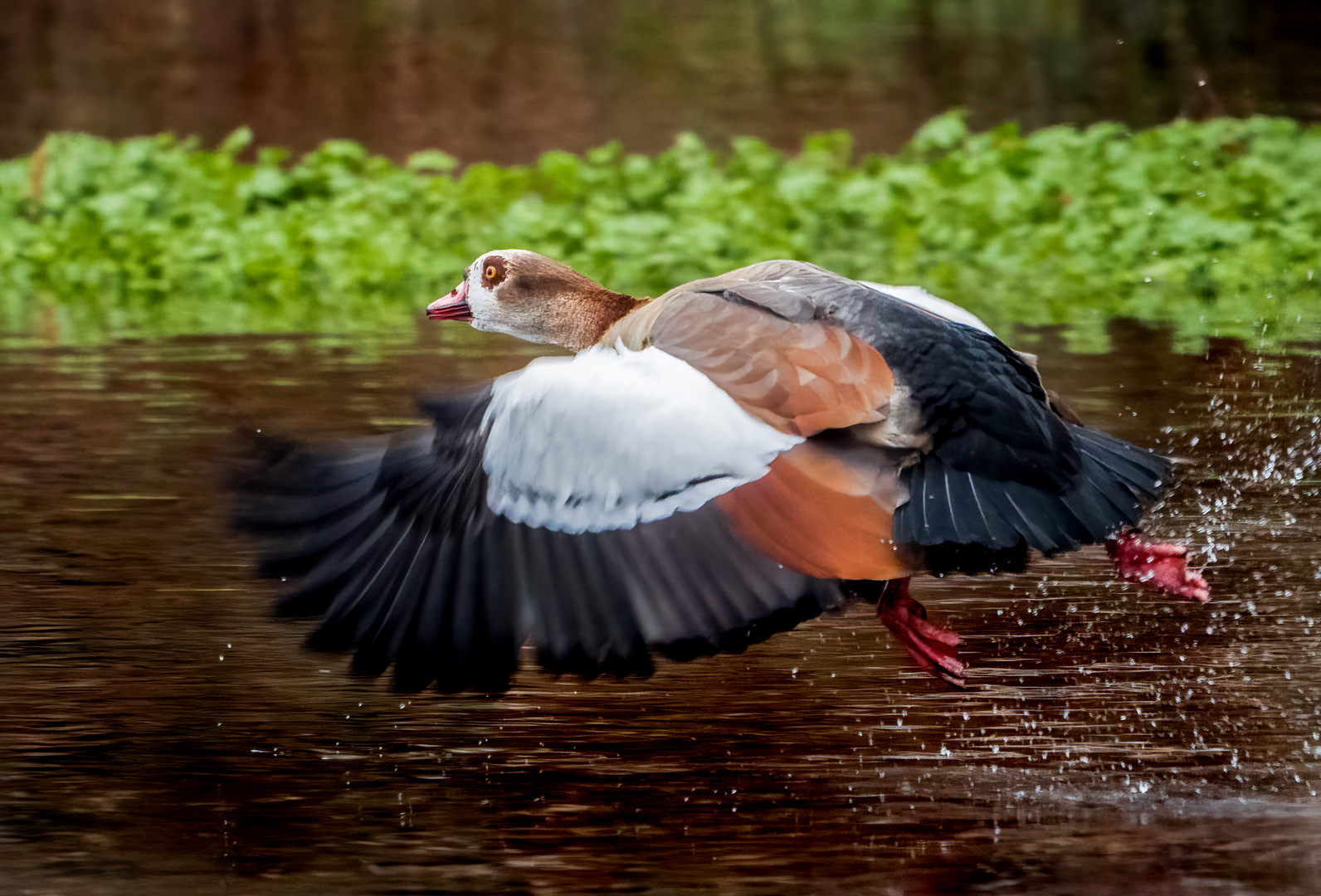 "Und da fliegt sie dahin ...... PUUHUUUU"