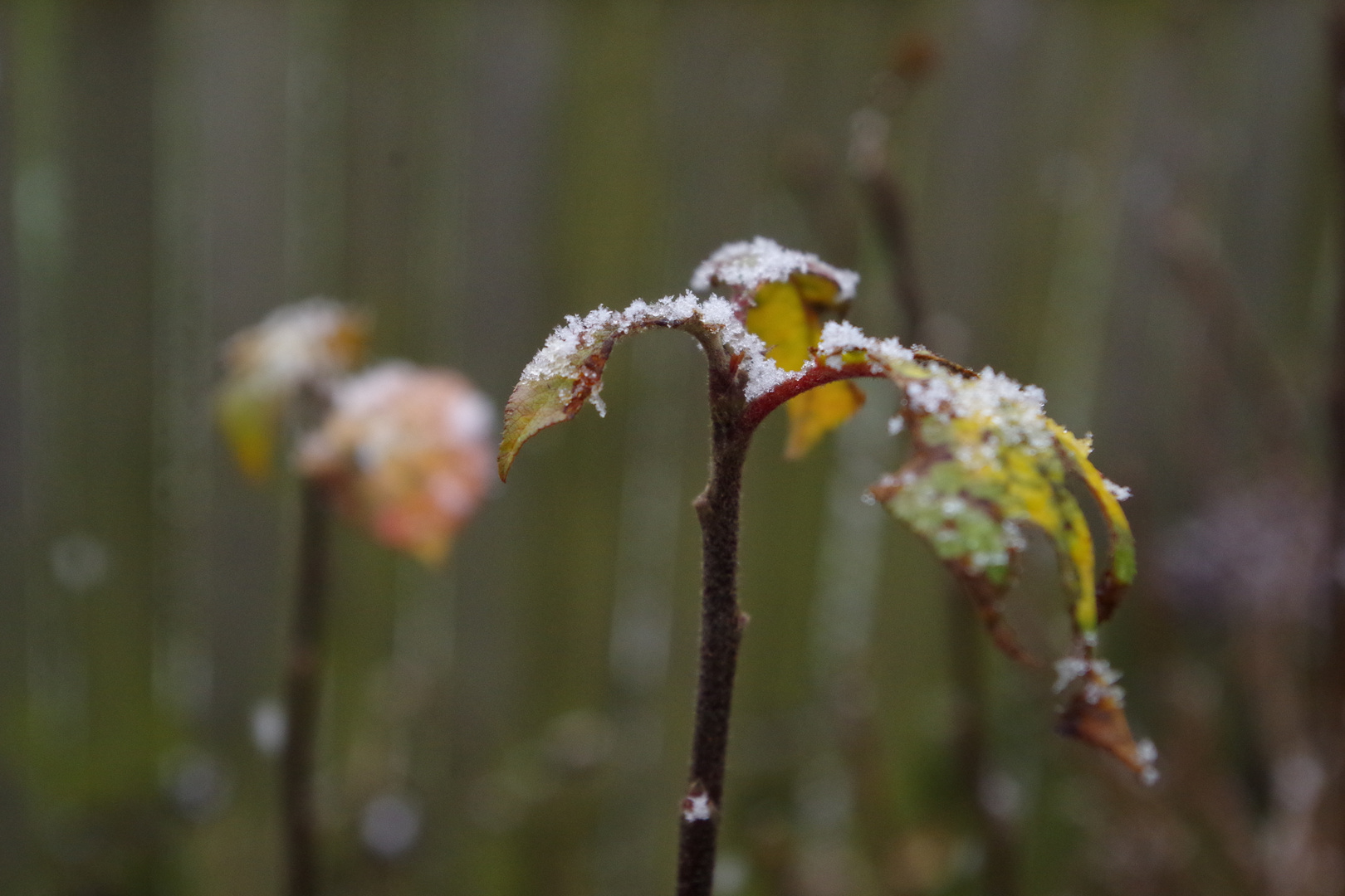 Und da ist der Schnee...