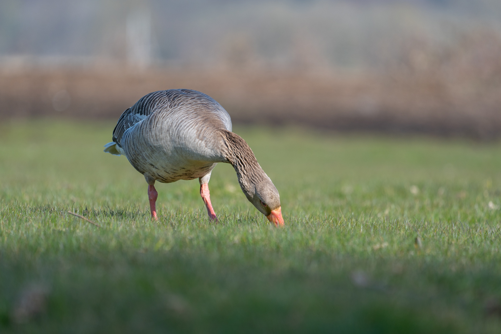 Und da ist es wieder ein Gänsefoto!:-))