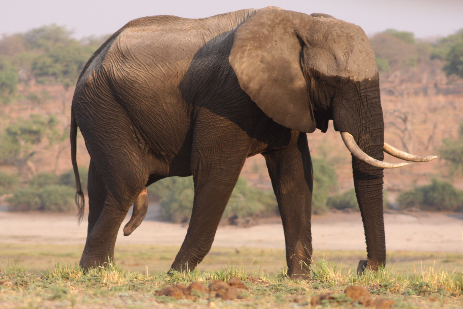 und da sagt man "kaltes Wasser" beruhigt :-) Nur nicht bei Elephantenbullen :-)