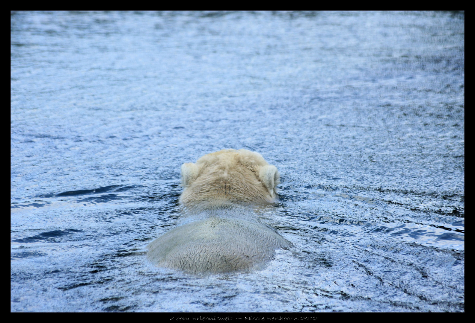 "Und da sagte der Eisbär, Tschüss!" Zoom Erlebniswelt