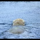 "Und da sagte der Eisbär, Tschüss!" Zoom Erlebniswelt