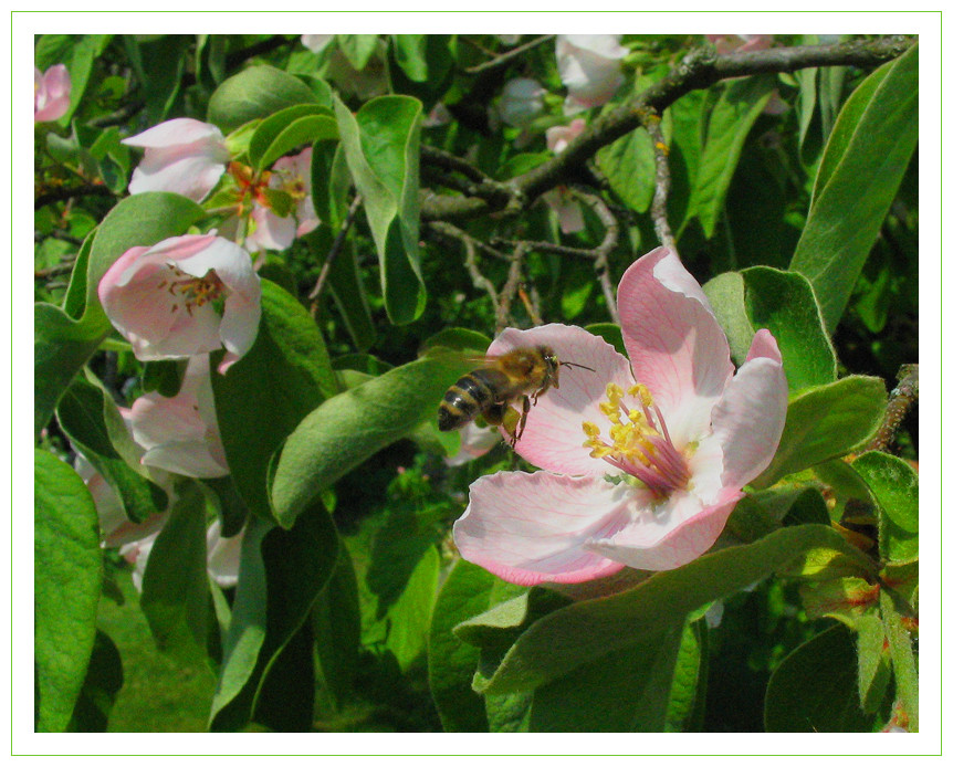 Und da war da noch die Sache mit den Blümchen und den Bienchen......